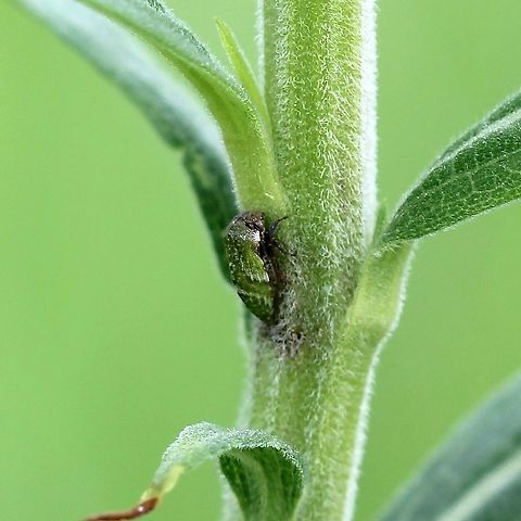 Publilia modesta On Solidago altissima in an open field. Nymphs and adults were being tended by ants. Geotagged,Modest Treehopper,Publilia modesta,Solidago altissima,Spring,United States,ants
