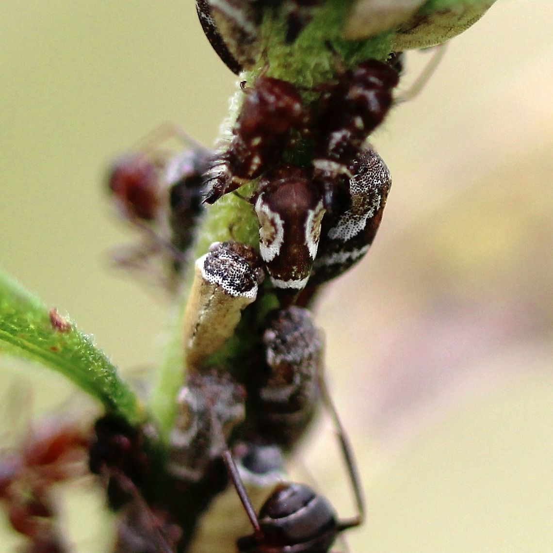 Publilia brunnea (syn. Publilia modesta var. brunnea) Two color morphs of Publilia brunnea, one typical (yellow with black head and white band on thorax), the other with a brown body and white and yellow circles on the wings. See <a href="https://bugguide.net/node/view/575405/bgimage" rel="nofollow">https://bugguide.net/node/view/575405/bgimage</a> Maybe the darker form is a developmental stage?<br />
<br />
On Solidago altissima and being tended by ants (genus Formica). Geotagged,Publilia brunnea,Publilia modesta var. brunnea,Solidago altissima,Summer,United States,ants