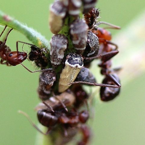 Publilia brunnea (syn. Publilia modesta var. brunnea) Publilia brunnea on Solidago altissima and being tended by ants. Geotagged,Publilia brunnea,Publilia modesta var. brunnea,Solidago altissima,Summer,United States,ants,insect
