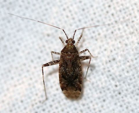 Phytocoris eximius  Geotagged,Miridae,Phytocoris eximius,Summer,United States,bug,hemiptera