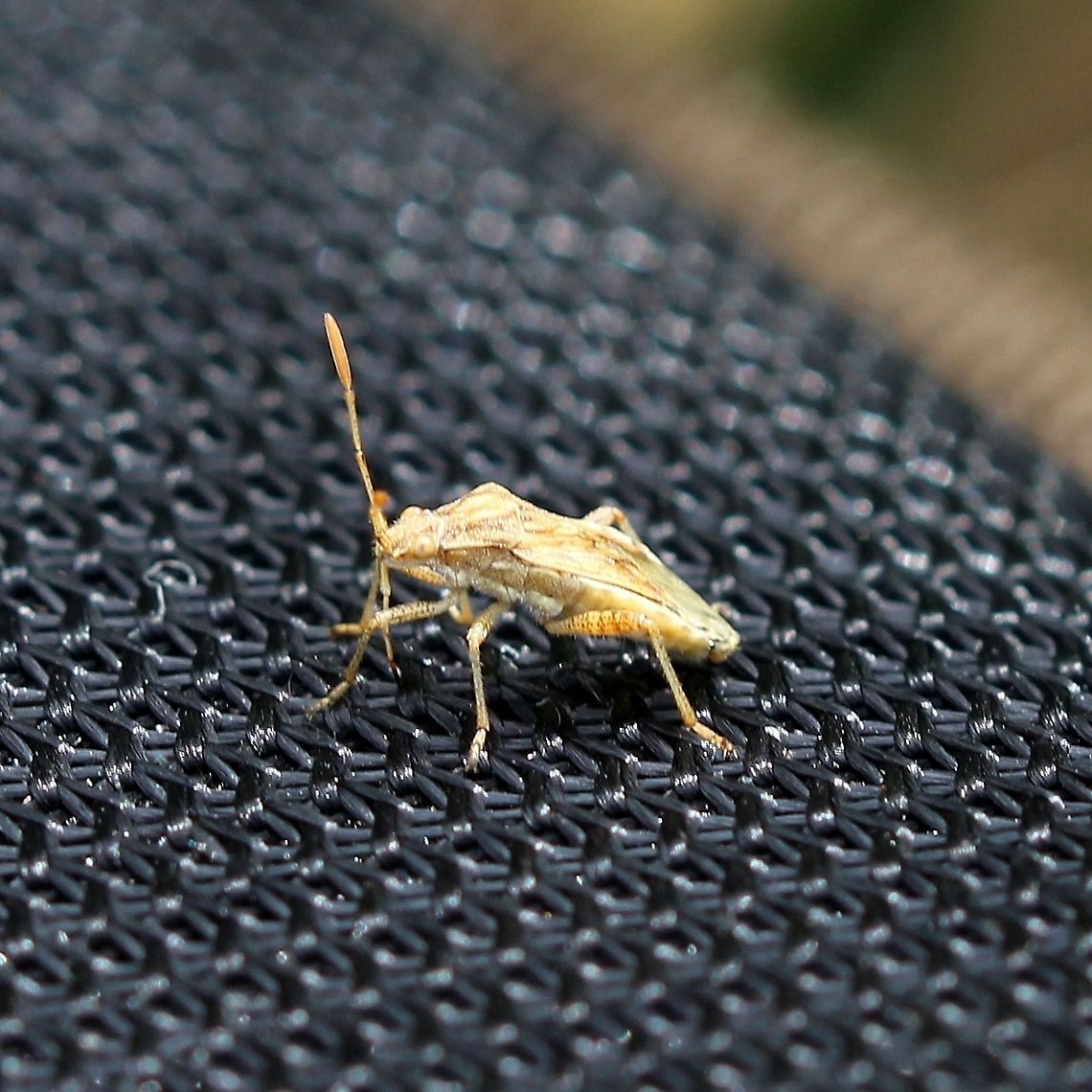 Stictopleurus punctiventris Found in an old field with pasture grasses, goldenrods, and asters. Geotagged,Rhopalidae,Stictopleurus punctiventris,Summer,United States,bug,hemiptera,insect,plant bug