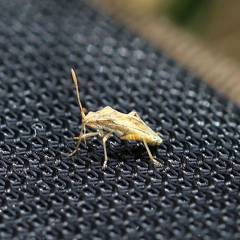 Stictopleurus punctiventris Found in an old field with pasture grasses, goldenrods, and asters. Geotagged,Rhopalidae,Stictopleurus punctiventris,Summer,United States,bug,hemiptera,insect,plant bug