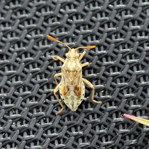 Stictopleurus punctiventris Found in an old field with pasture grasses, goldenrods, and asters. Geotagged,Rhopalidae,Stictopleurus punctiventris,Summer,United States,bug,hemiptera,insect,plant bug