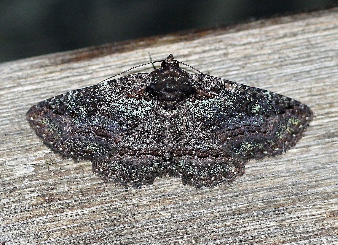 Zale aeruginosa  Geotagged,Lepidoptera,Spring,United States,Zale aeruginosa,insect,moth