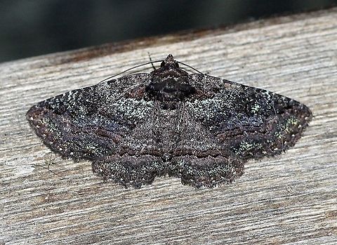 Zale aeruginosa  Geotagged,Lepidoptera,Spring,United States,Zale aeruginosa,insect,moth