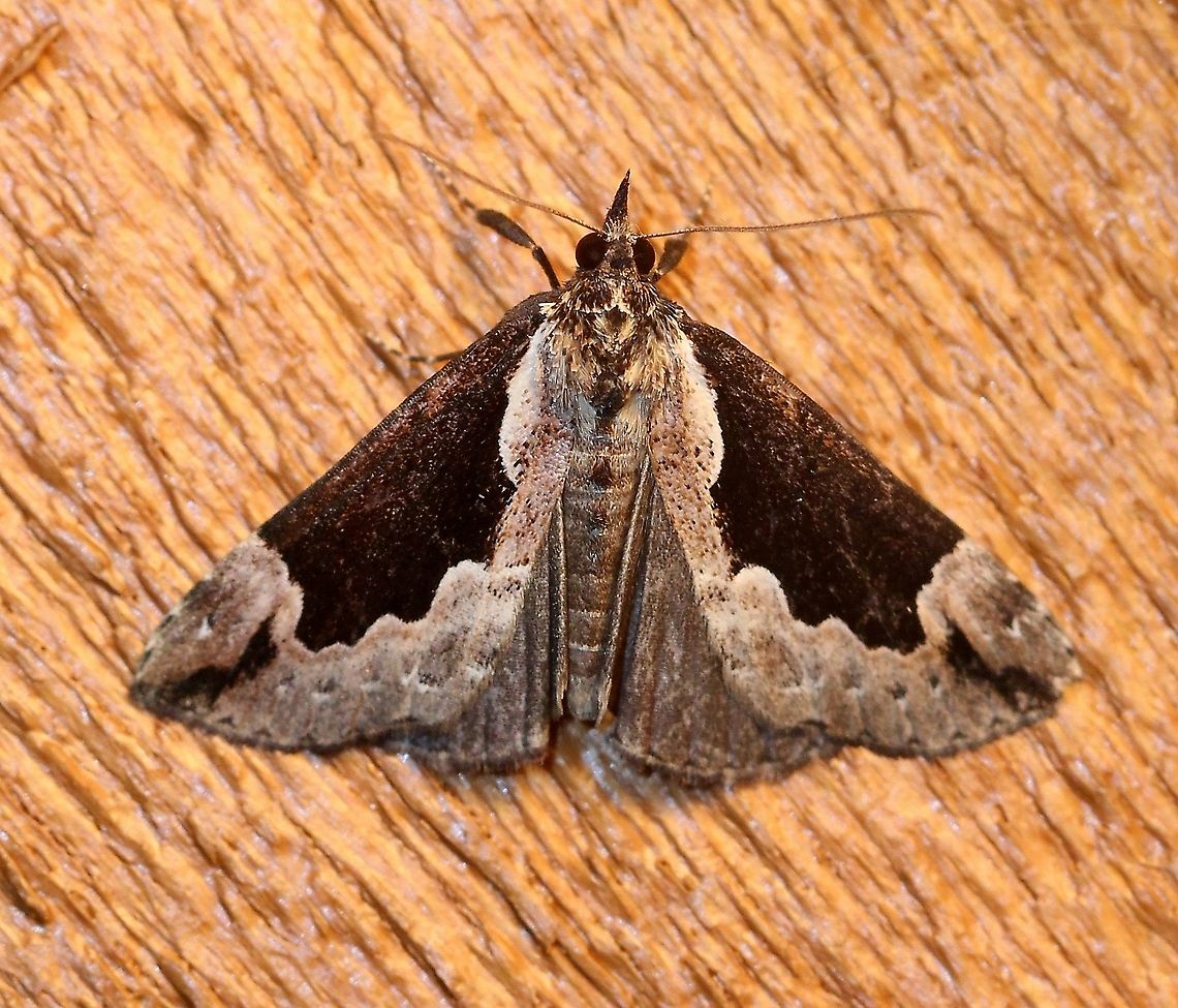 Hypena baltimoralis  Baltimore Hypena,Geotagged,Hypena baltimoralis,Lepidoptera,Spring,United States,insect,moth