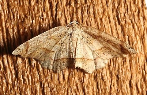 Probole amicaria  Friendly Probole,Geotagged,Lepidoptera,Probole amicaria,Spring,United States,insect,moth