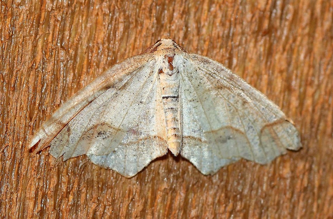 Probole amicaria  Friendly Probole,Geotagged,Lepidoptera,Probole amicaria,Spring,United States,insect,moth