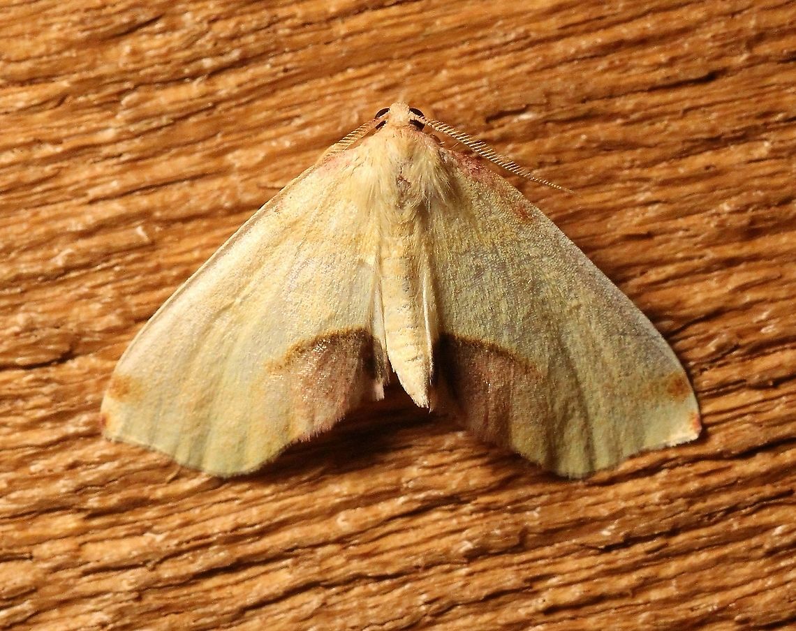 Plagodis serinaria  Geotagged,Lepidoptera,Plagodis serinaria,Spring,United States,insect,moth