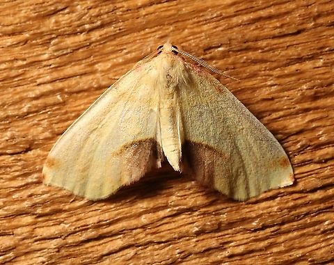 Plagodis serinaria  Geotagged,Lepidoptera,Plagodis serinaria,Spring,United States,insect,moth