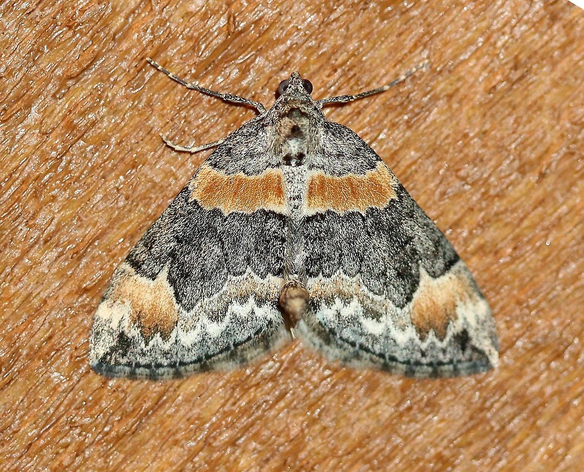 Dysstroma hersiliata  Dysstroma hersiliata,Geotagged,Lepidoptera,Orange-barred carpet moth,Spring,United States,insect,moth