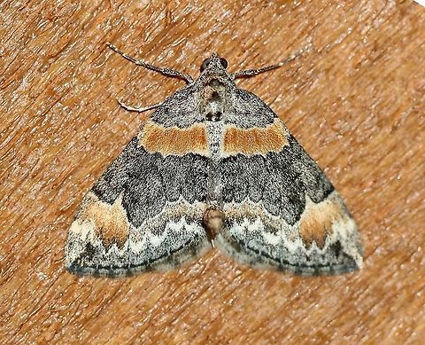 Dysstroma hersiliata  Dysstroma hersiliata,Geotagged,Lepidoptera,Orange-barred carpet moth,Spring,United States,insect,moth