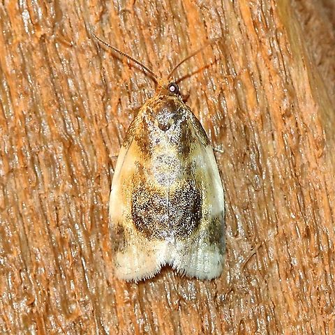 Clepsis melaleucana  Clepsis melaleucana,Geotagged,Lepidoptera,Spring,United States,insect,moth