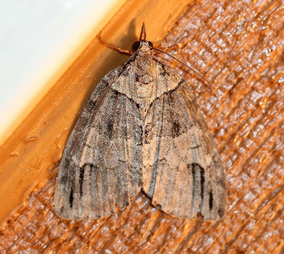 Hydriomena divisaria  Geotagged,Hydriomena divisaria,Lepidoptera,Spring,United States,insect,moth