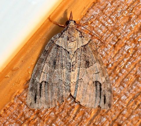 Hydriomena divisaria  Geotagged,Hydriomena divisaria,Lepidoptera,Spring,United States,insect,moth