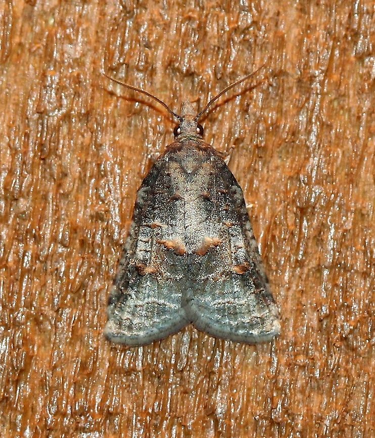 Platynota idaeusalis  Geotagged,Lepidoptera,Platynota idaeusalis,Spring,Tufted apple bud moth,United States,insect,moth