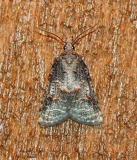 Platynota idaeusalis  Geotagged,Lepidoptera,Platynota idaeusalis,Spring,Tufted apple bud moth,United States,insect,moth