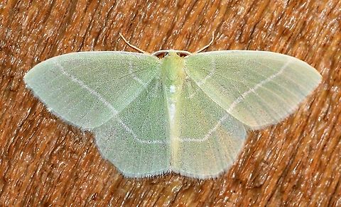 Nemoria mimosaria  Geotagged,Lepidoptera,Nemoria mimosaria,Spring,United States,White-fringed emerald,insect,moth