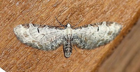 Eupithecia ravocostaliata  Eupithecia ravocostaliata,Geometridae,Geotagged,Great variegated pug,Lepidoptera,Spring,United States,insect,moth