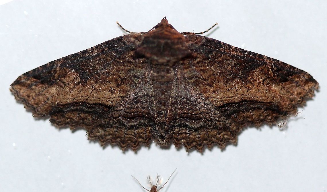 Zale lunata  Geotagged,Lepidoptera,Lunate Zale,Spring,United States,Zale lunata,insect,moth