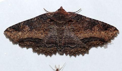 Zale lunata  Geotagged,Lepidoptera,Lunate Zale,Spring,United States,Zale lunata,insect,moth