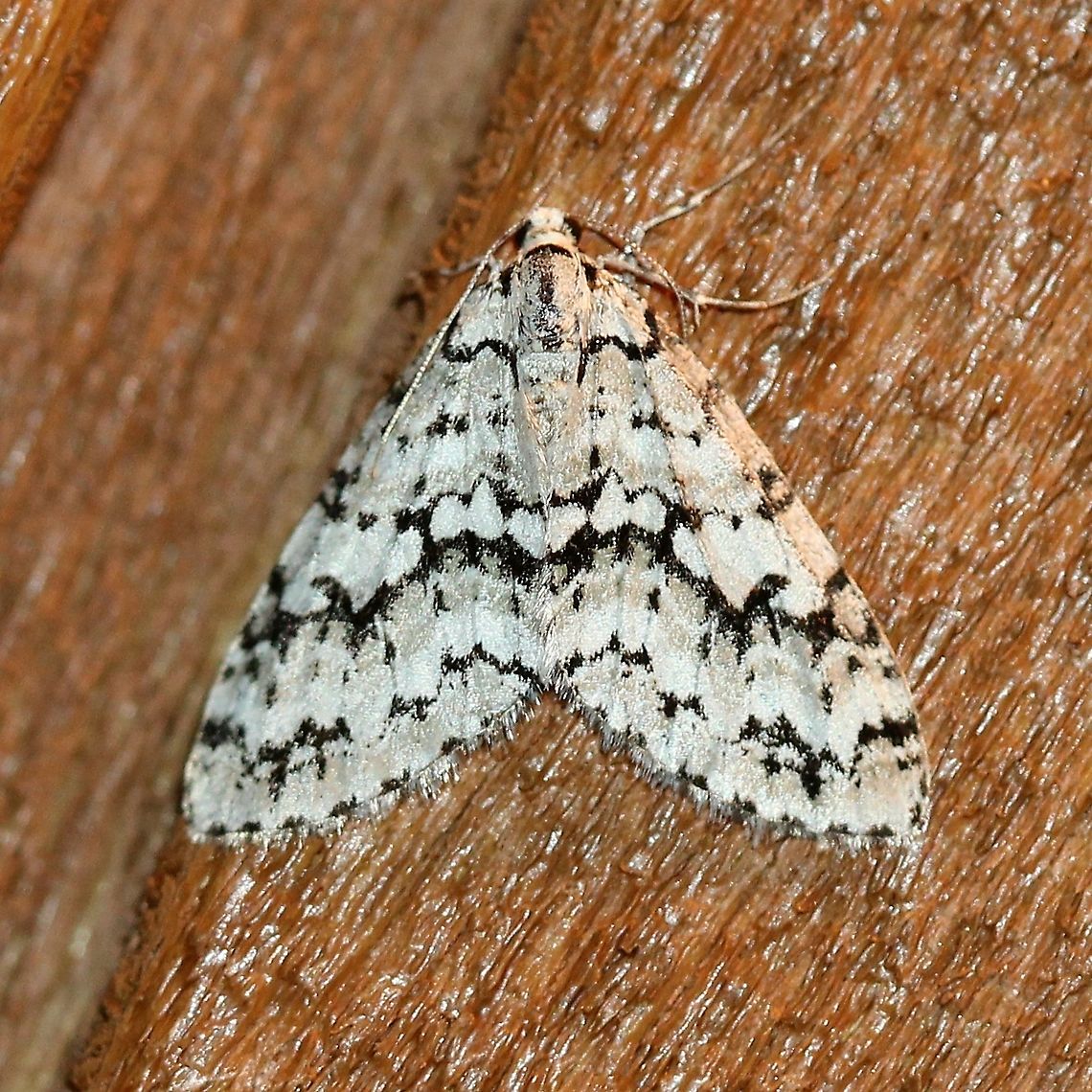 Cladara atroliturata  Cladara atroliturata,Geotagged,Lepidoptera,Scribbler,Spring,United States,insect,moth
