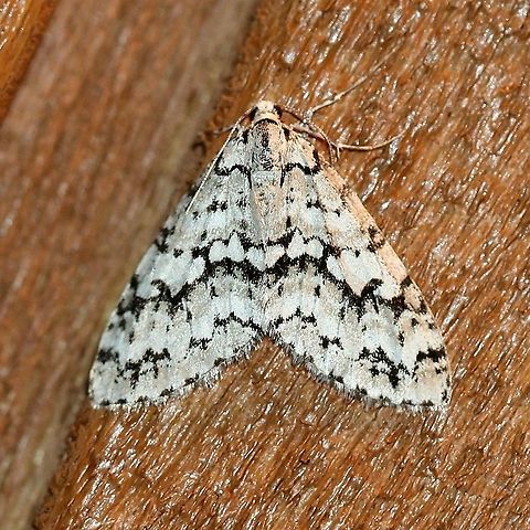 Cladara atroliturata  Cladara atroliturata,Geotagged,Lepidoptera,Scribbler,Spring,United States,insect,moth