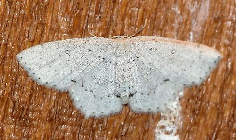 Cyclophora pendulinaria  Cyclophora pendulinaria,Geotagged,Lepidoptera,Spring,Sweetfern geometer moth,United States,insect,moth