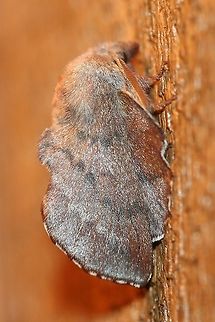 Phyllodesma americana  American lappet moth,Geotagged,Lepidoptera,Phyllodesma americana,Spring,United States,insect,moth