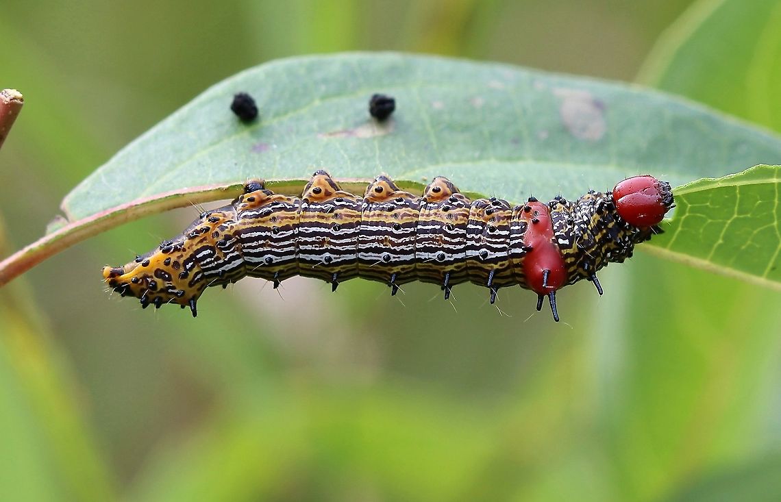 Schizura concinna Feeding on gray dogwood (Cornus racemosa) leaves. Cornus racemosa,Geotagged,Lepidoptera,Red-humped caterpillar,Schizura concinna,Summer,Swida racemosa,United States,caterpillar,gray dogwood,insect,moth