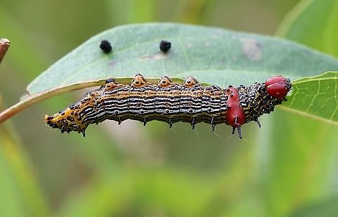 Schizura concinna Feeding on gray dogwood (Cornus racemosa) leaves. Cornus racemosa,Geotagged,Lepidoptera,Red-humped caterpillar,Schizura concinna,Summer,Swida racemosa,United States,caterpillar,gray dogwood,insect,moth
