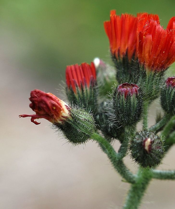 Hieracium aurantiacum (Orange Hawkweed) Glandular and non-glandular hairs on bracts Asteraceae,Geotagged,Hieracium aurantiacum,Orange Hawkweed,Orange hawkweed,Pilosella aurantiaca,Summer,United States,flower,red flower