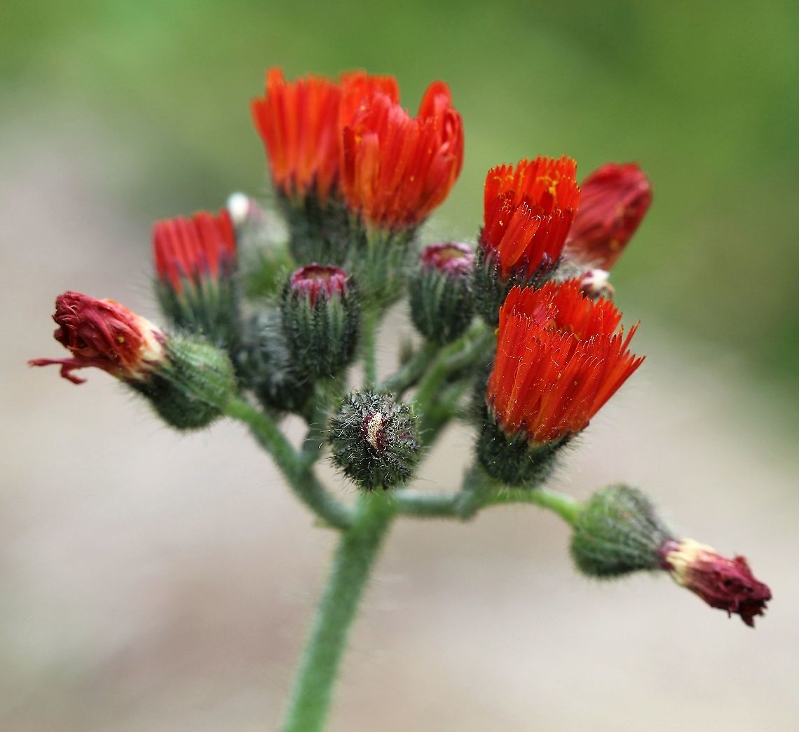Hieracium aurantiacum (Orange Hawkweed) Flowers enclosed in glandular-hairy bracts Asteraceae,Geotagged,Hieracium aurantiacum,Orange hawkweed,Pilosella aurantiaca,Summer,United States,flower,hawkweed,red flower