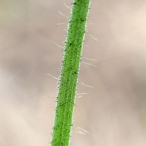 Hieracium aurantiacum (Orange Hawkweed) Glandular and non-glandular hairs on flowering stem of Hieracium aurantiacum (Orange Hawkweed). Asteraceae,Geotagged,Hieracium aurantiacum,Orange Hawkweed,Orange hawkweed,Pilosella aurantiaca,Summer,United States