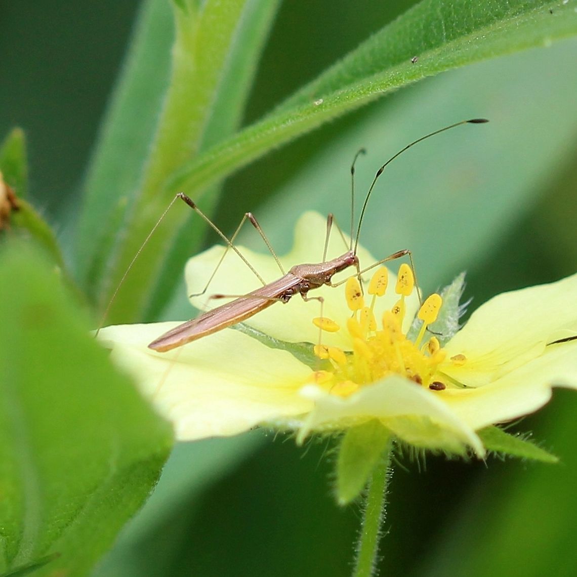 Neoneides muticus On Potentilla recta. Geotagged,Neoneides muticus,Potentilla recta,Stilt Bug,Summer,United States