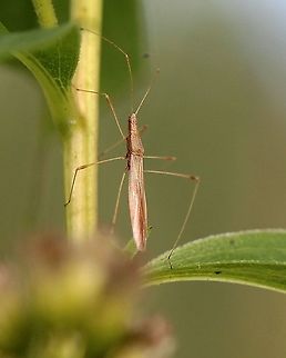 Neoneides muticus Scaling a goldenrod stem. Geotagged,Neoneides muticus,Solidago gigantea,Stilt Bug,Summer,United States,goldenrod