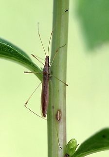 Neoneides muticus Scaling a goldenrod stem. Geotagged,Neoneides muticus,Solidago gigantea,Stilt Bug,Summer,United States,goldenrod