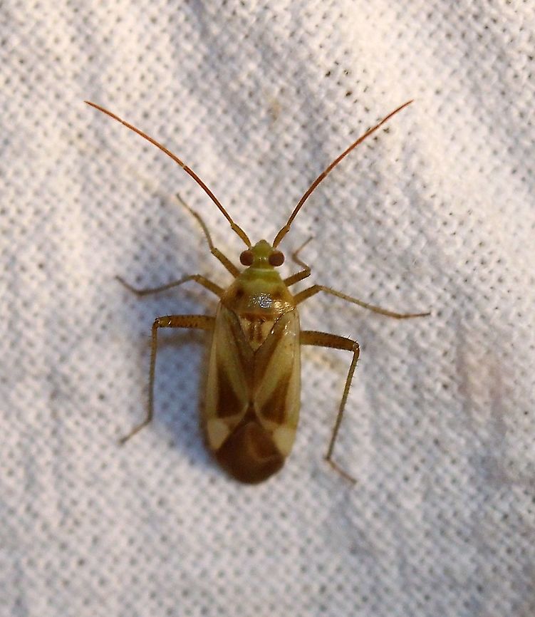 Adelphocoris lineolatus The principal food plant of this species is alfalfa which is a common component of many of the hayfields in the area. Adelphocoris lineolatus,Alfalfa Plant Bug,Geotagged,Hemiptera,Summer,United States,bug,insect