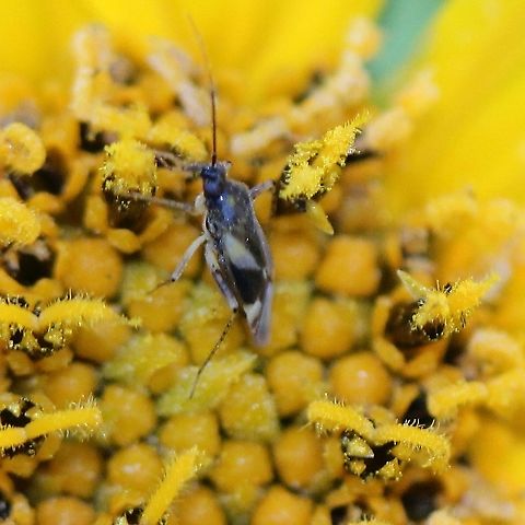 Orius tristicolor On a Heliopsis helianthoides flower Geotagged,Heliopsis helianthoides,Hemiptera,Orius tristicolor,Summer,United States,bug,insect,minute pirate bug