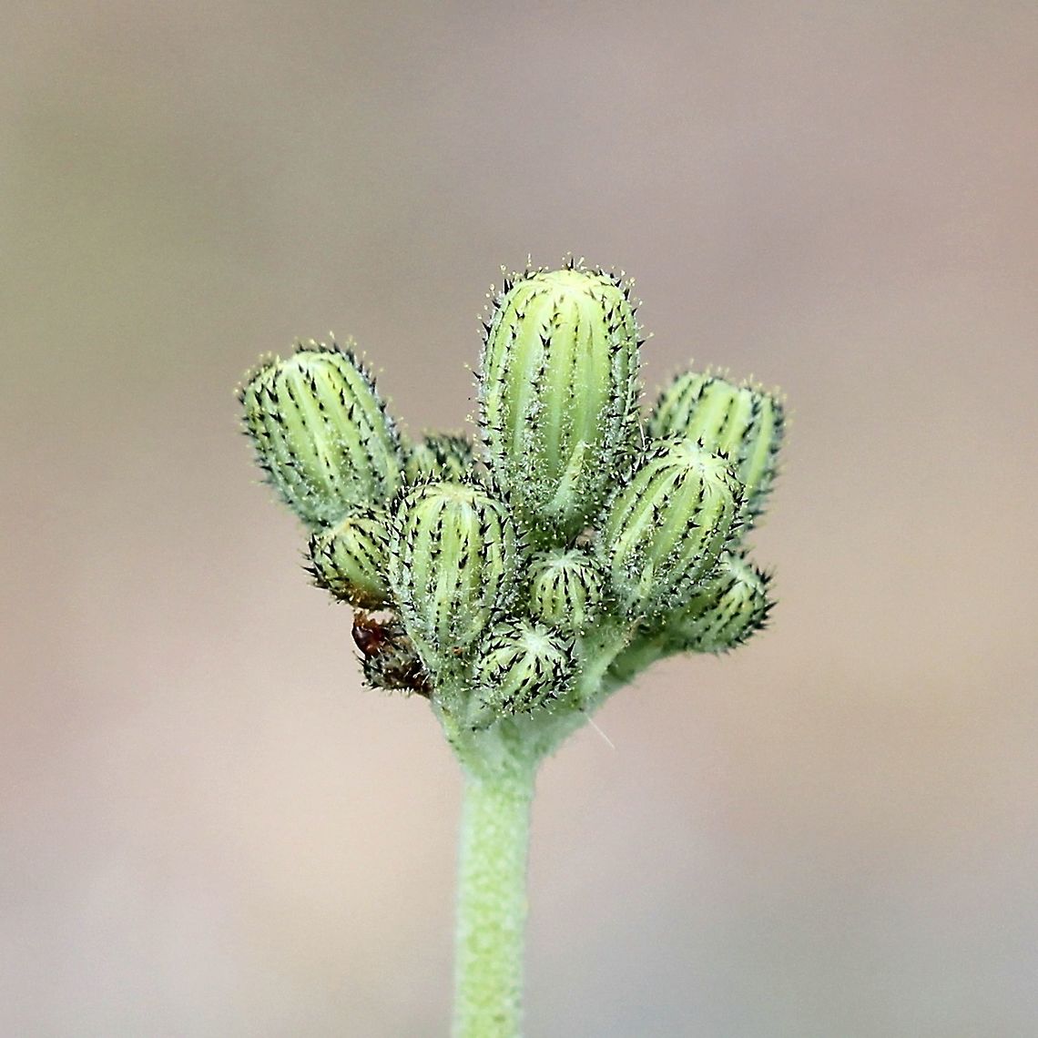 Hieracium piloselloides (Glaucous King-devil) Unopened flowers. Growing along the edge of a driveway. Asteraceae,Geotagged,Glaucous King-devil,Hieracium piloselloides,Summer,United States,hawkweed