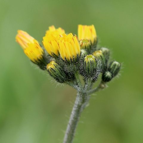 Hieracium caespitosum (Meadow Hawkweed)  Geotagged,Hieracium caespitosum,Meadow Hawkweed,Pilosella caespitosa,Summer,United States