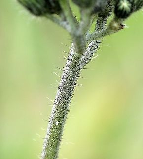 Hieracium caespitosum (Meadow Hawkweed) Flower stem with long non-glandular and short glandular hairs. Geotagged,Hieracium caespitosum,Meadow Hawkweed,Pilosella caespitosa,Summer,United States