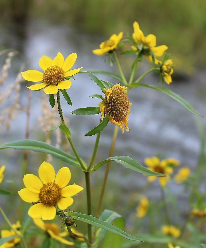 Bidens cernua (Nodding Bur-Marigold) Growing in a partially filled drainage ditch in an old cranberry bed. The soil is saturated and peaty. Asteraceae,Bidens cernua,Geotagged,Nodding beggarticks,Summer,United States,wetland,yellow flower