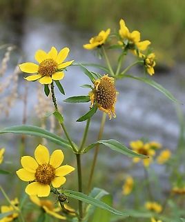 Bidens cernua (Nodding Bur-Marigold) Growing in a partially filled drainage ditch in an old cranberry bed. The soil is saturated and peaty. Asteraceae,Bidens cernua,Geotagged,Nodding beggarticks,Summer,United States,wetland,yellow flower