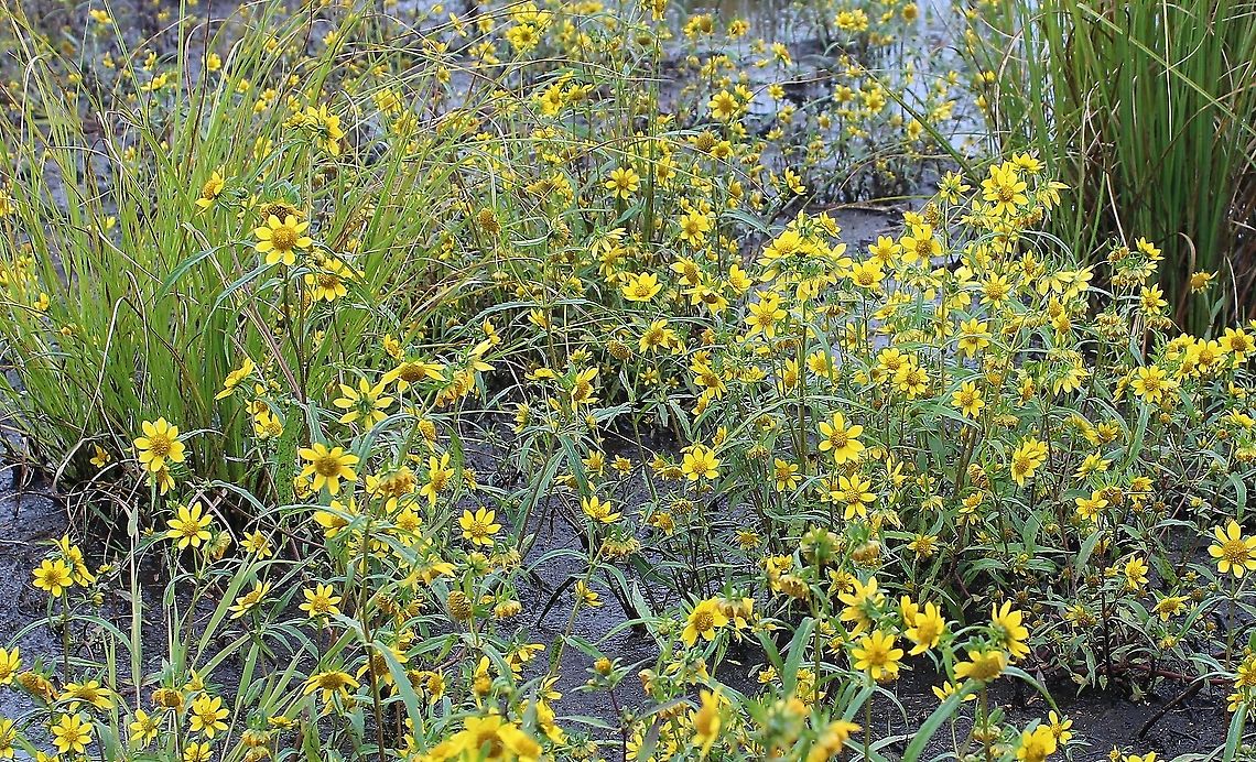 Bidens cernua (Nodding Bur-Marigold) Growing in a partially filled drainage ditch in an old cranberry bed. The soil is saturated and peaty. Asteraceae,Bidens cernua,Geotagged,Nodding beggarticks,Summer,United States,wetland,yellow flower