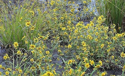 Bidens cernua (Nodding Bur-Marigold) Growing in a partially filled drainage ditch in an old cranberry bed. The soil is saturated and peaty. Asteraceae,Bidens cernua,Geotagged,Nodding beggarticks,Summer,United States,wetland,yellow flower