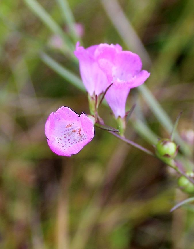 Agalinis purpurea (Purple False Foxglove) Growing in a partially filled drainage ditch in an old cranberry bed. The soil is saturated and peaty. Agalinis purpurea,Geotagged,Orobanchaceae,Purple False Foxglove,Summer,United States,pink flower,wetland