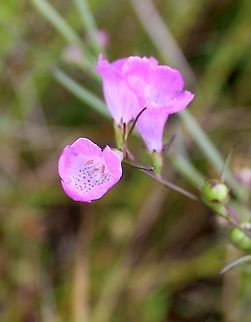 Agalinis purpurea (Purple False Foxglove) Growing in a partially filled drainage ditch in an old cranberry bed. The soil is saturated and peaty. Agalinis purpurea,Geotagged,Orobanchaceae,Purple False Foxglove,Summer,United States,pink flower,wetland