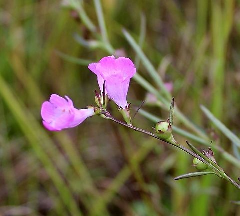 Agalinis purpurea (Purple False Foxglove) Growing in a partially filled drainage ditch in an old cranberry bed. The soil is saturated and peaty. Agalinis purpurea,Geotagged,Orobanchaceae,Purple False Foxglove,Summer,United States,pink flower,wetland