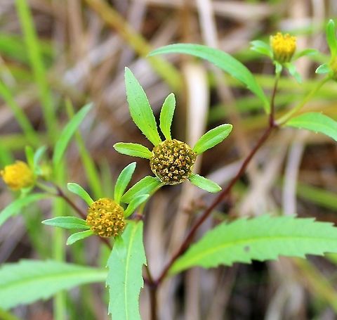 Bidens connata (Purple-stem Beggarticks) Growing in a partially filled drainage ditch in an old cranberry bed. The soil is saturated and peaty. Asteraceae,Beggar Ticks,Bidens connata,Geotagged,Summer,United States,wetland